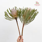 Banksia White 佛塔树 - (2 Stems)
