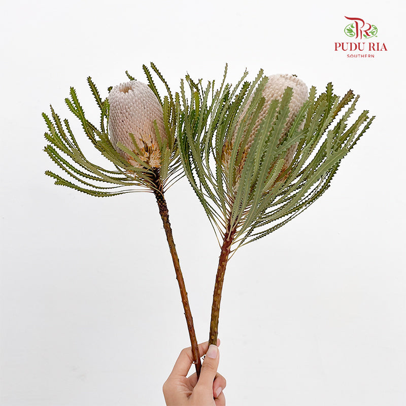 Banksia White 佛塔树 - (2 Stems)
