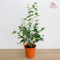 Jasmine 2PP