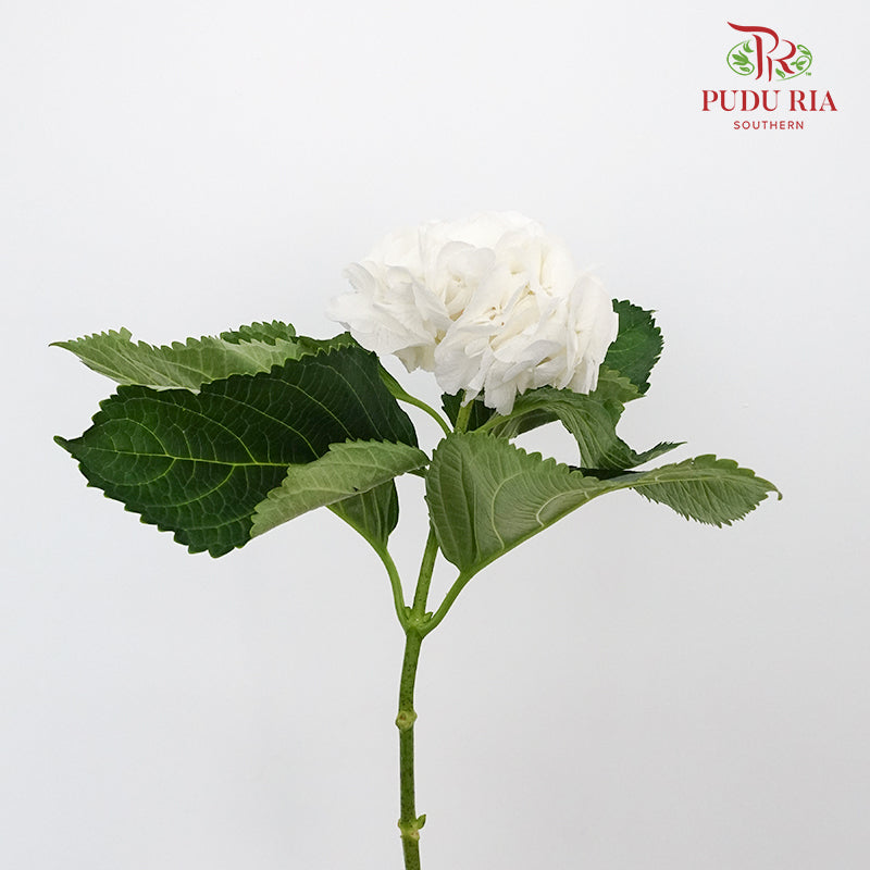 Hydrangea White / Per Stem - Pudu Ria Florist Southern