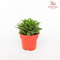 Ruffles Fern
