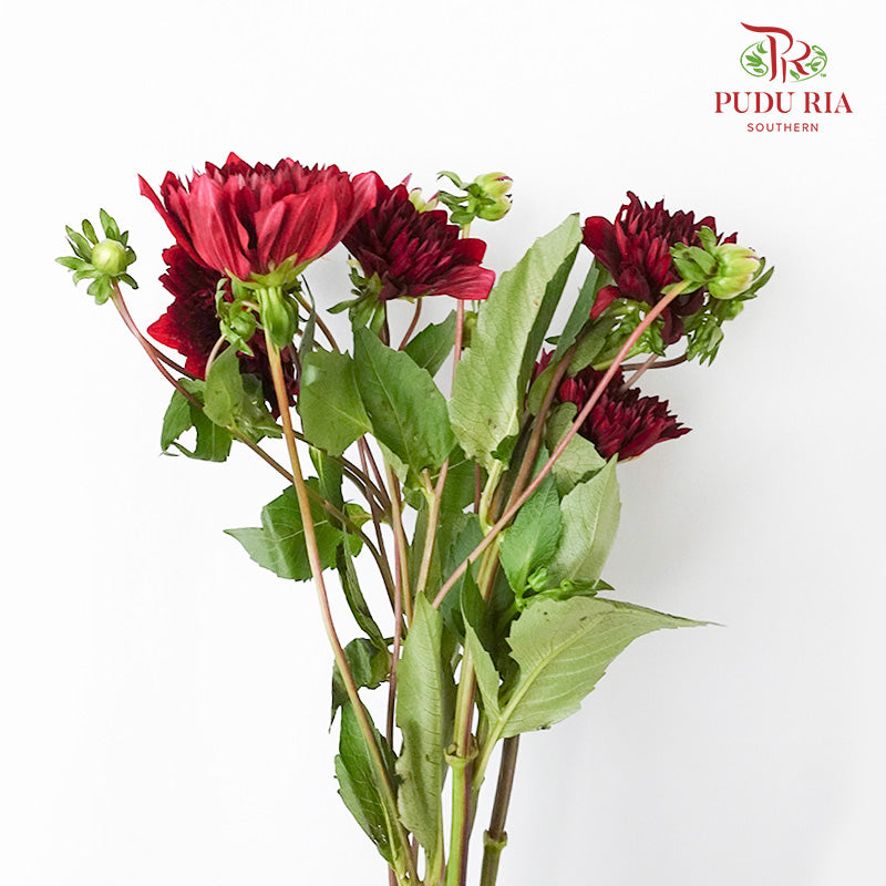 Dahlia Dark Red - (Per Bunch) - Pudu Ria Florist Southern