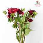 Dahlia Dark Red - (Per Bunch) - Pudu Ria Florist Southern