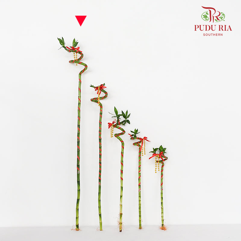 Lucky Bamboo With Deco - 转运竹