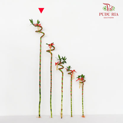 Lucky Bamboo With Deco - 转运竹