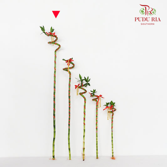 Lucky Bamboo With Deco - 转运竹