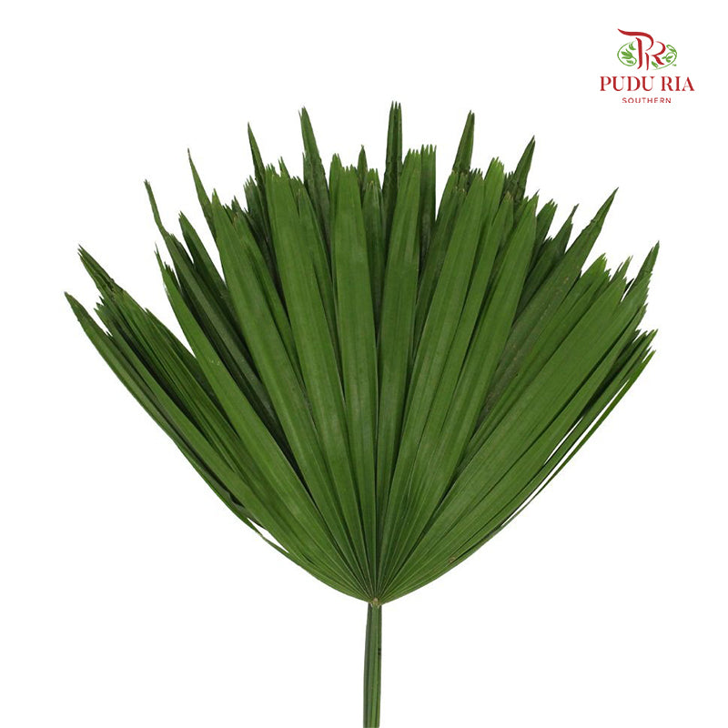 Five Finger Leaf (Rhapis) - (10 Stems)