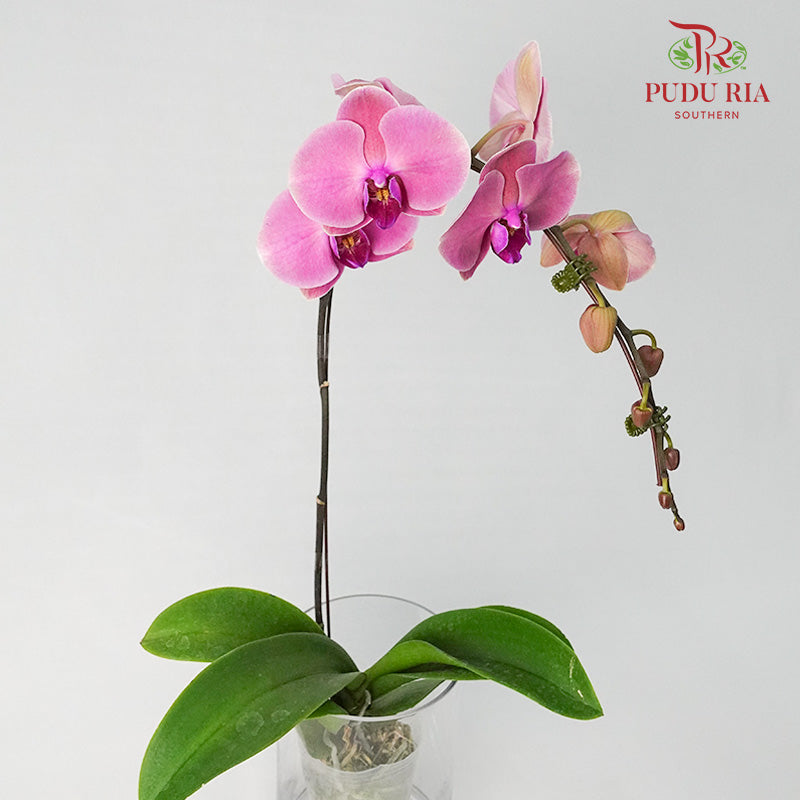 Phalaenopsis Orchid Dark Pink Without Pot / Per Stem (L) - Pudu Ria Florist Southern