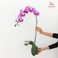 Phalaenopsis Orchid Purple With White Line Big Single Stem