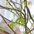 Salix 龙柳 - (Per Stem)