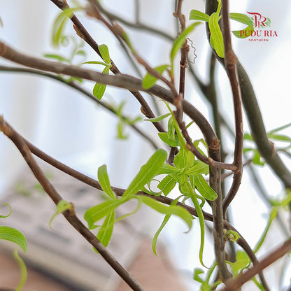 Salix 龙柳 - (Per Bundle)