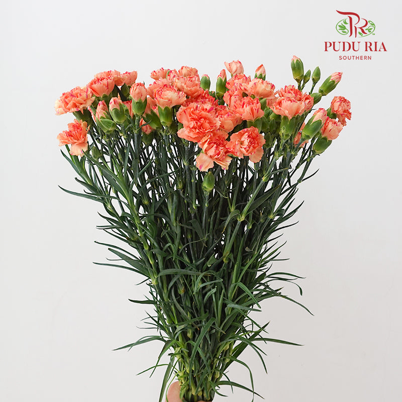Carnation Spray 康乃馨 Orange - (18-20 Stems)