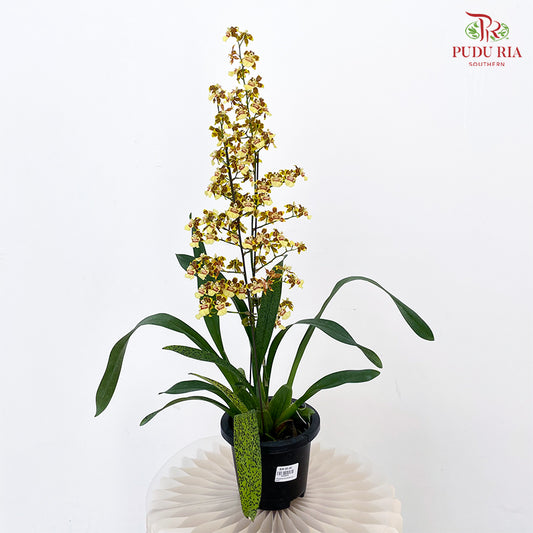 Treegrow Oncidium Plant Yellow