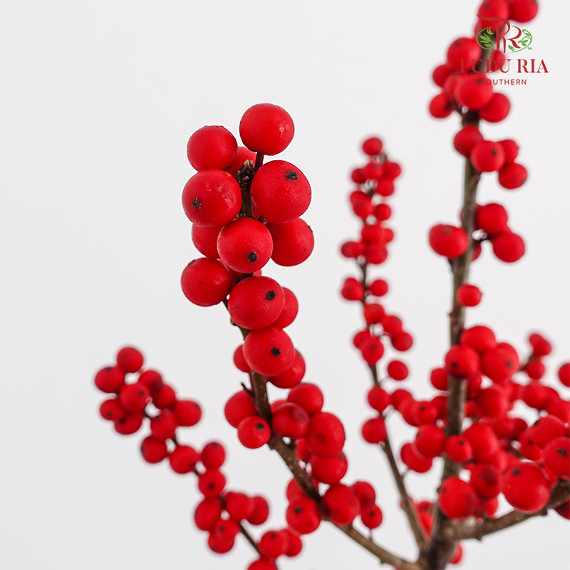 Ilex Purpurea Hassk Red - (5 Stems)