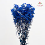 Preservative Baby Breath - Dark Blue