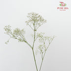 Baby's Breath White ( Big Bunch ) - Pudu Ria Florist Southern
