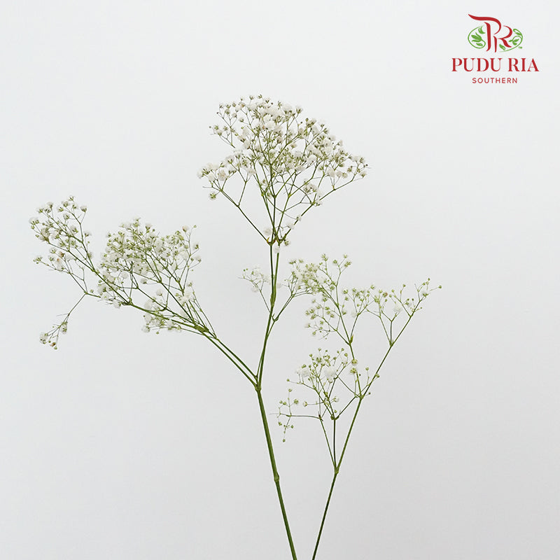 Baby's Breath White ( Big Bunch ) - Pudu Ria Florist Southern