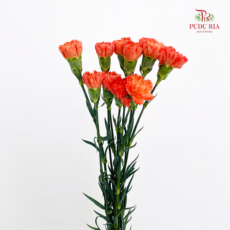 Carnation Orange Hermes 康乃馨 - (8-10 Stems)