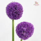 Allium Giganteum 大花葱 - (2 Stems)