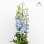 Delphinium Short Blue - (5 Stems)