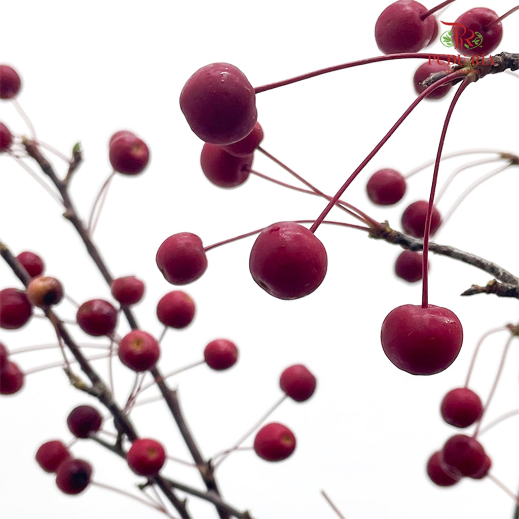 Crab Apple Red/Malus 红色海棠果 - (Per Bundle)