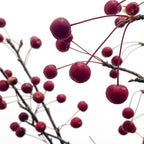 Crab Apple Red/Malus 红色海棠果 - (Per Bundle)