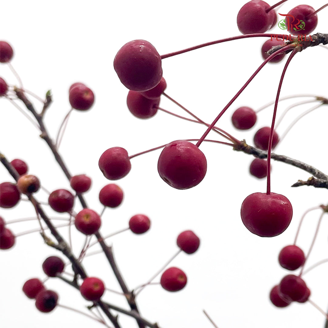 Crab Apple Red/Malus 红色海棠果 - (Per Bundle)