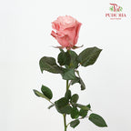 Rose Mondial Dyed Dusty Flamingo 1 - (8-10 Stems)