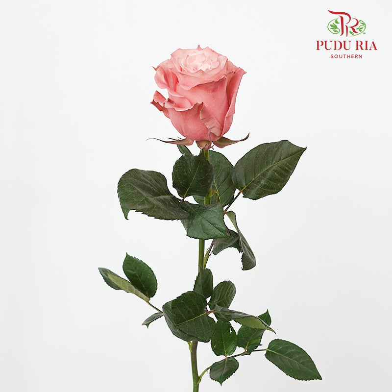 Rose Mondial Dyed Dusty Flamingo 1 - (8-10 Stems)