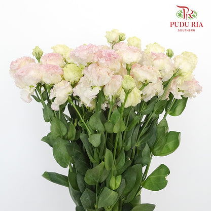 Eustoma Ice Cream 12-15 Stems) - Pudu Ria Florist Southern