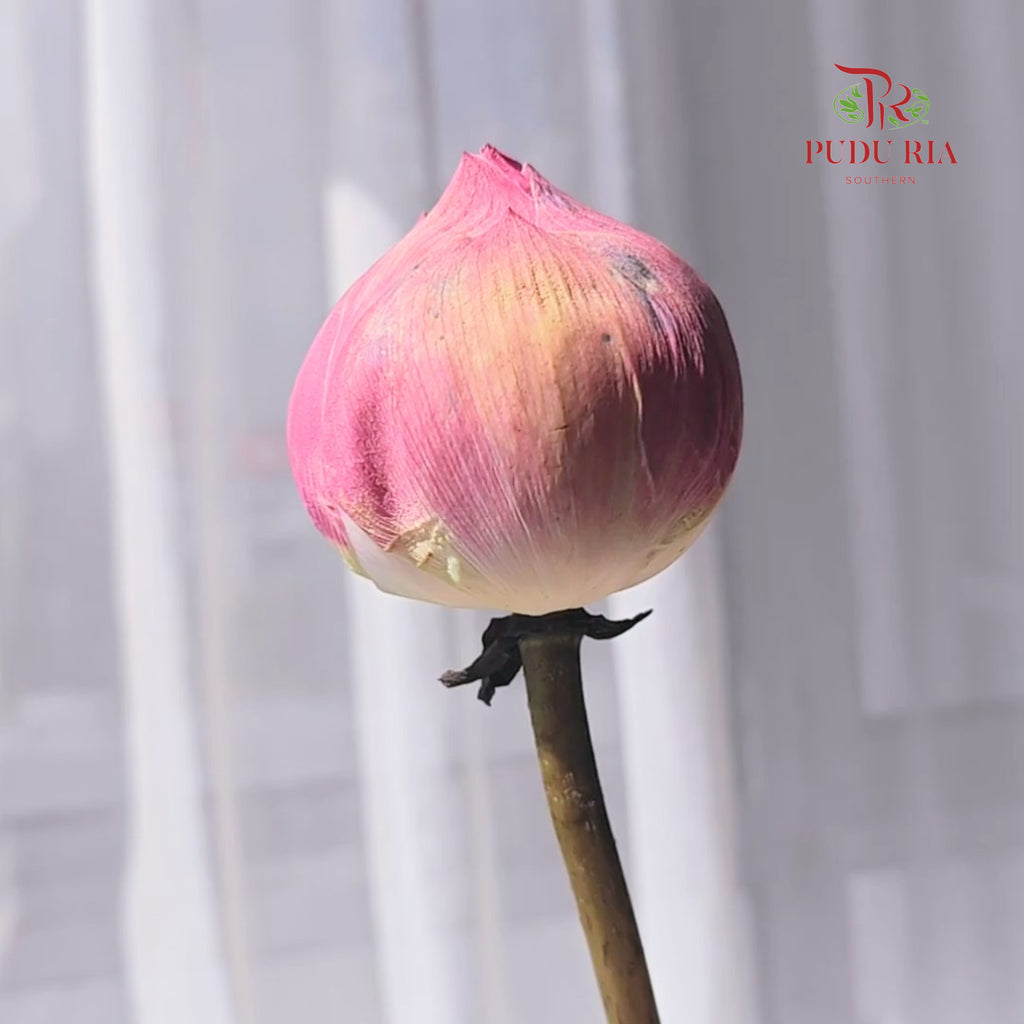 Lotus Pink - (Per Stem)