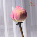Lotus Pink - (Per Stem)