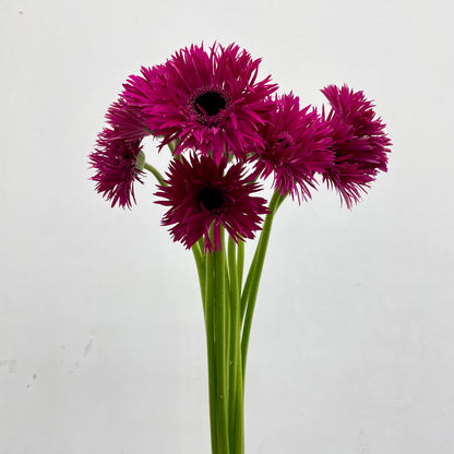 Gerbera Spider Purple - (8-10 Stems)