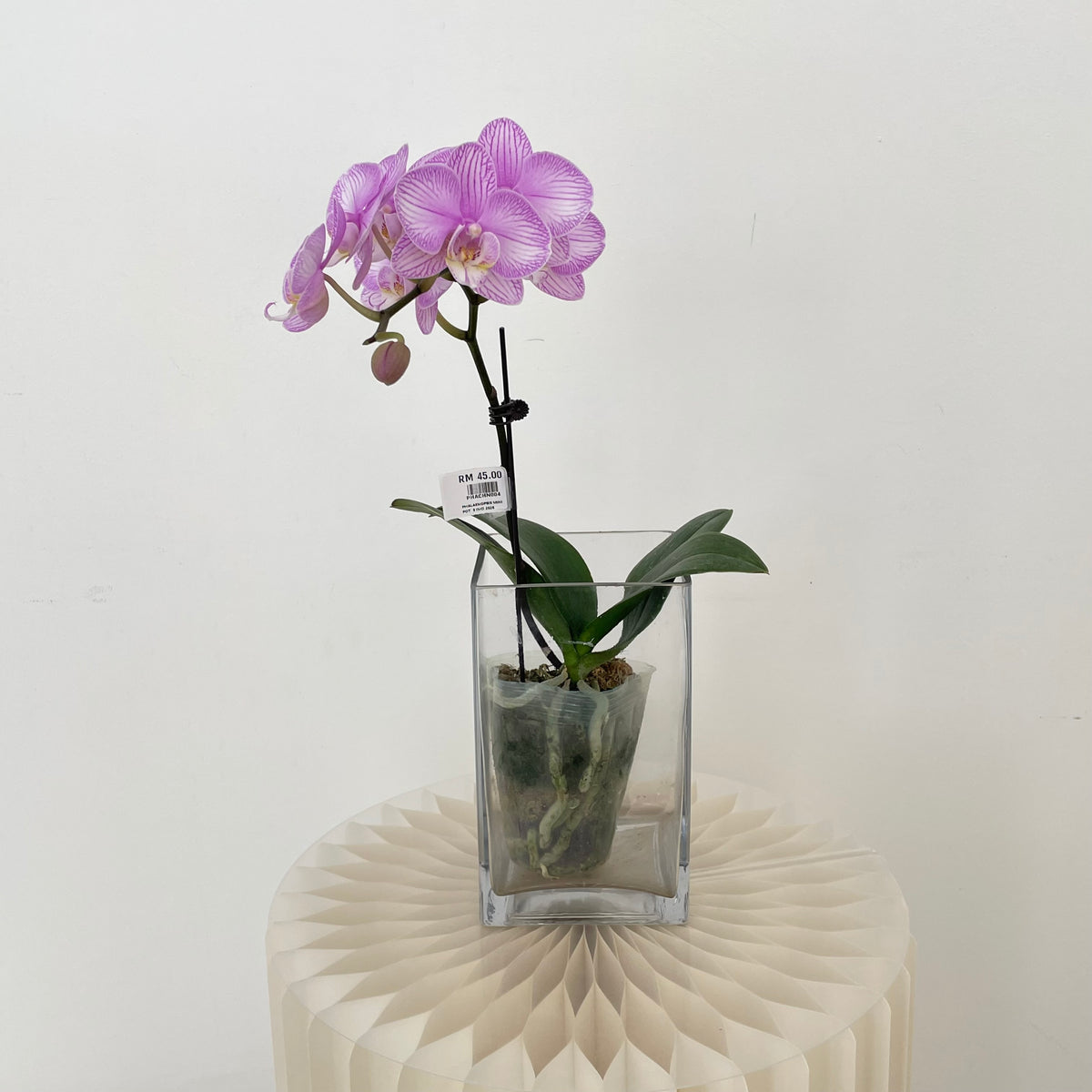 Phalaenopsis Orchid Pink