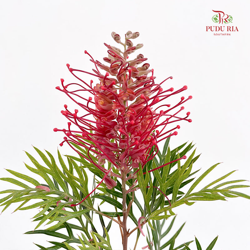 Grevillea (Spider Flowers) - (Per Bundle)