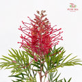 Grevillea (Spider Flowers) - (Per Bundle)