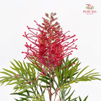 Grevillea (Spider Flowers) - (Per Bundle)