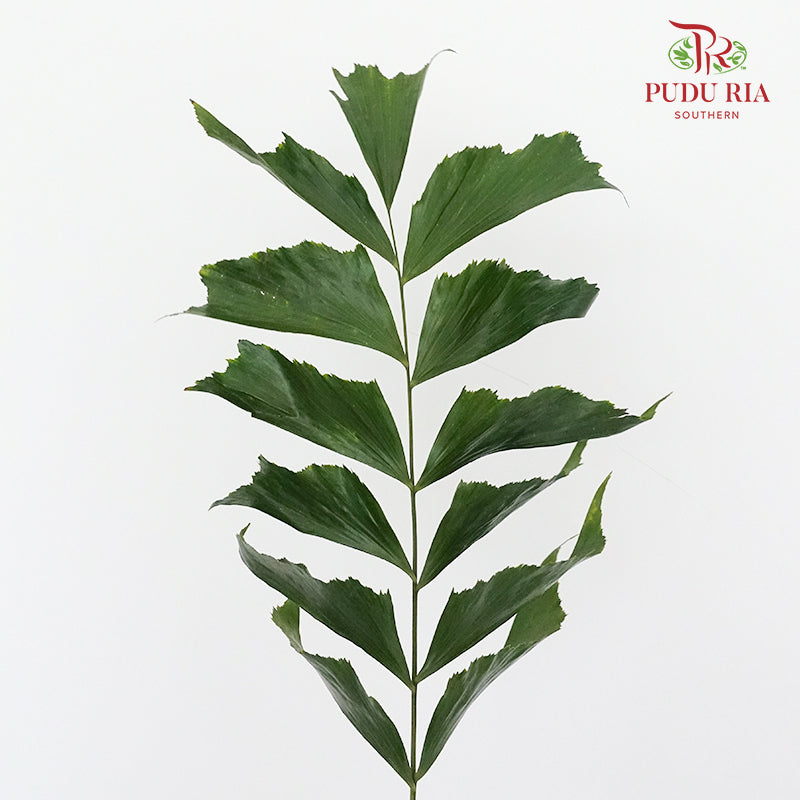 Fish Tail Leaf - 5 Stems - Pudu Ria Florist Southern