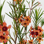 Wax Flower Champagne 蜡花 - (Per Bundle)