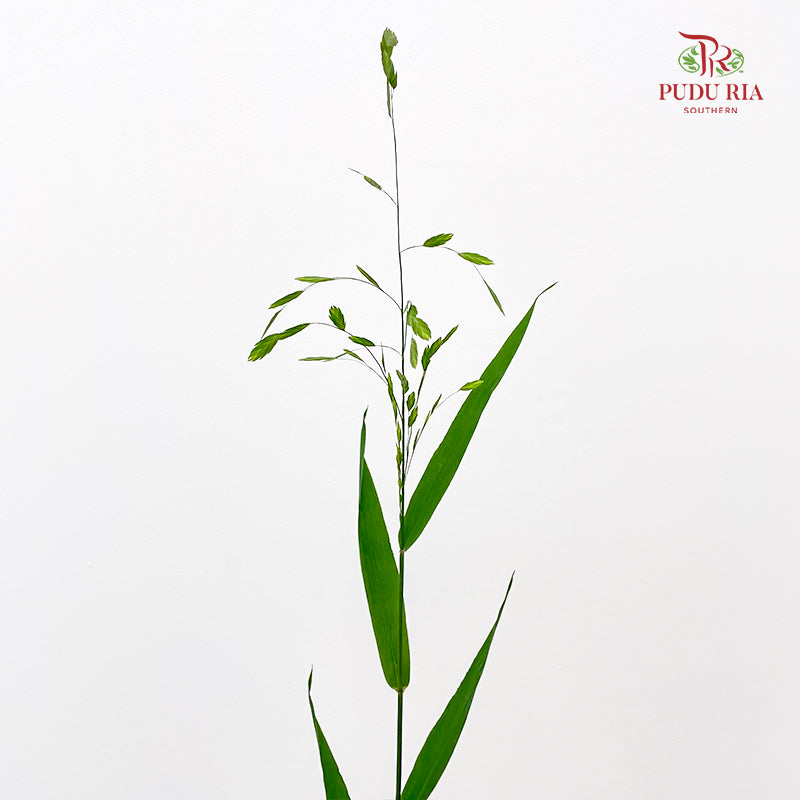 Mini Chasmanthium Grass 小盼草 - (Per Bundle)