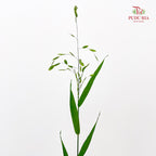 Mini Chasmanthium Grass 小盼草 - (Per Bundle)