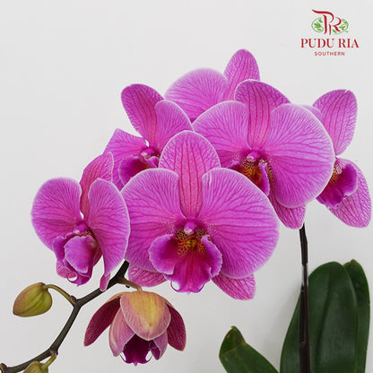 Phalaenopsis Orchid Light Purple Big Single Stem #2