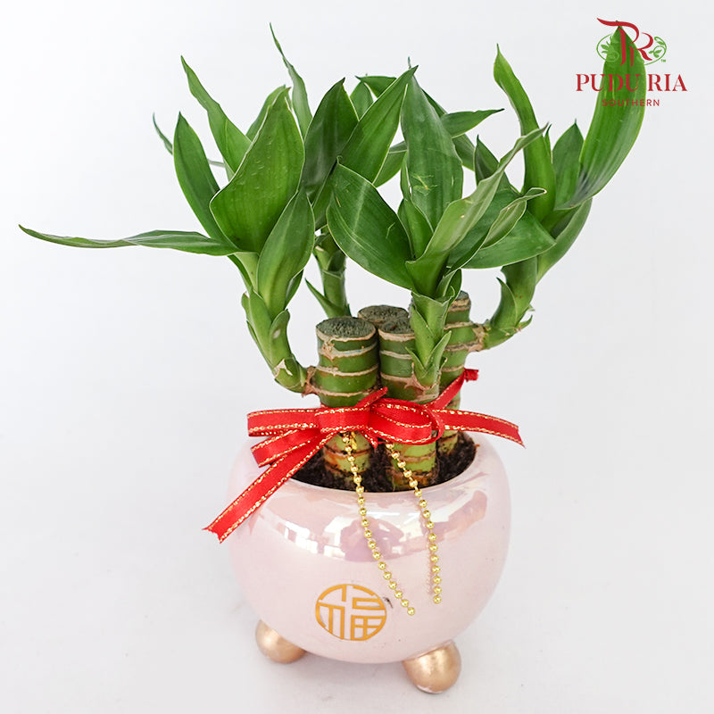 CNY Potted Plant Arrangement 2024#10