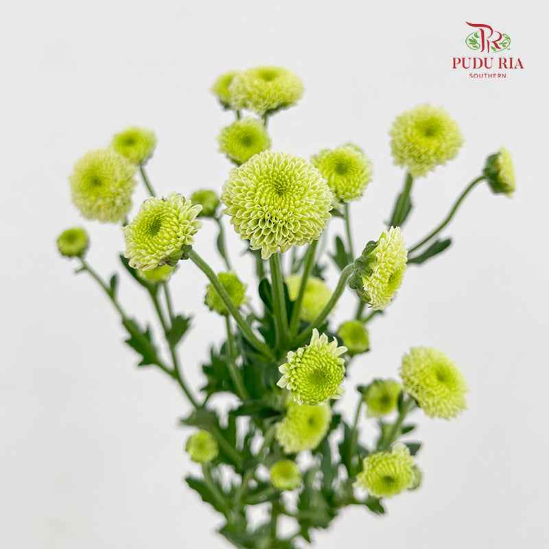 Chrysanthemum Santini / Calimero Mini Button Green