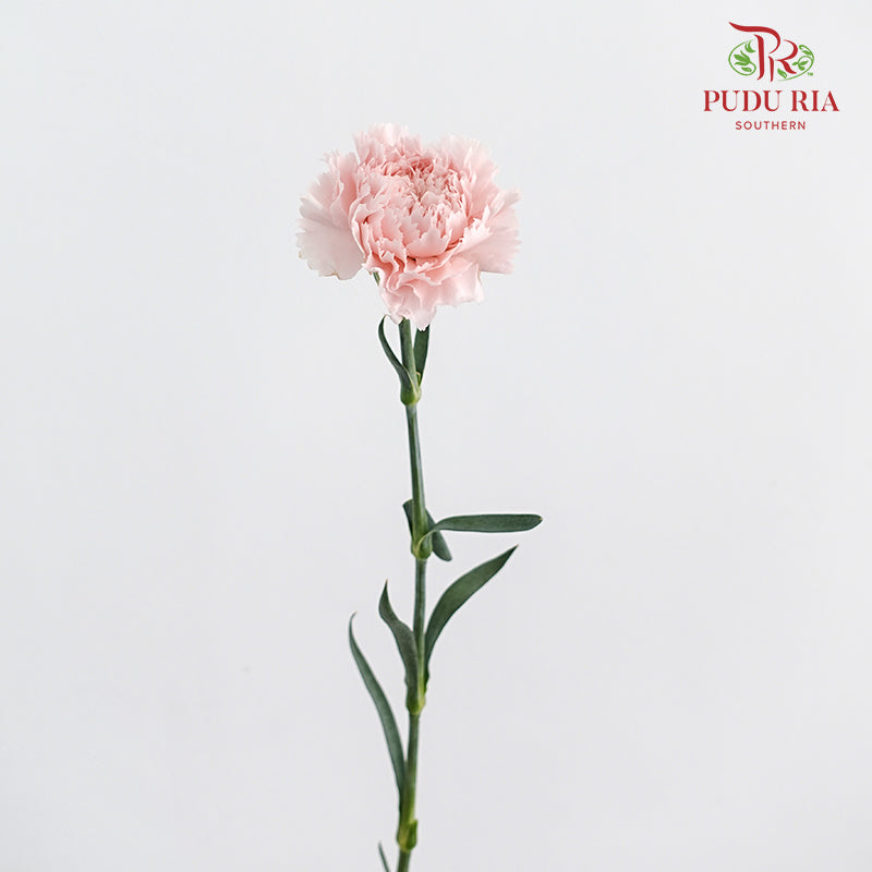 Carnation Joyce 康乃馨 - (8-10 Stems)