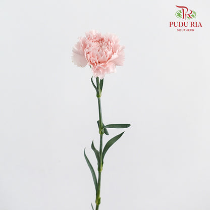 Carnation Joyce (8-10 Stems)