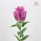Rose Lily Pink 玫瑰百合 - (5 Stems)