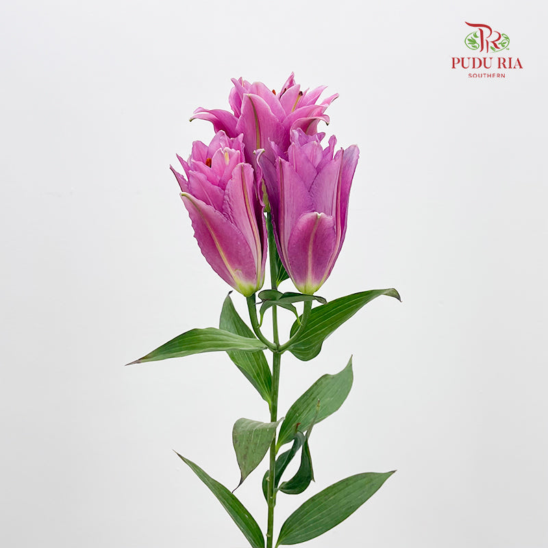 Rose Lily Pink 玫瑰百合 - (5 Stems)
