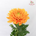 Net Mum Chrysanthemum Light Orange (10-12 Stems) - Pudu Ria Florist Southern
