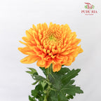 Net Mum Chrysanthemum Light Orange (10-12 Stems) - Pudu Ria Florist Southern